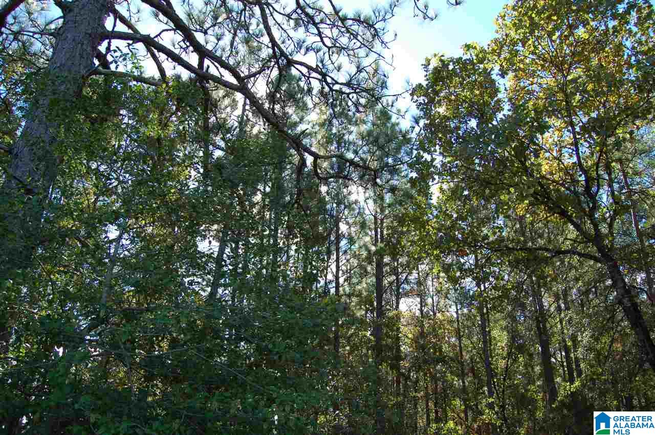 22.49-acres Double Branch Road, Unit 22 49 ACRES Marion, AL 36756 - Photo 9 of 30