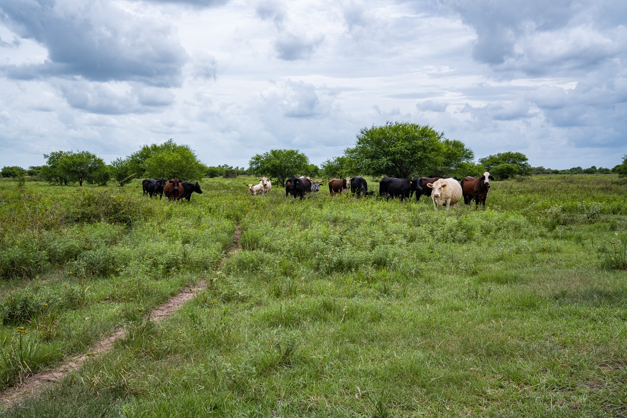 Tbd Rice Road Cat Spring, TX 78933 - Photo 14 of 39