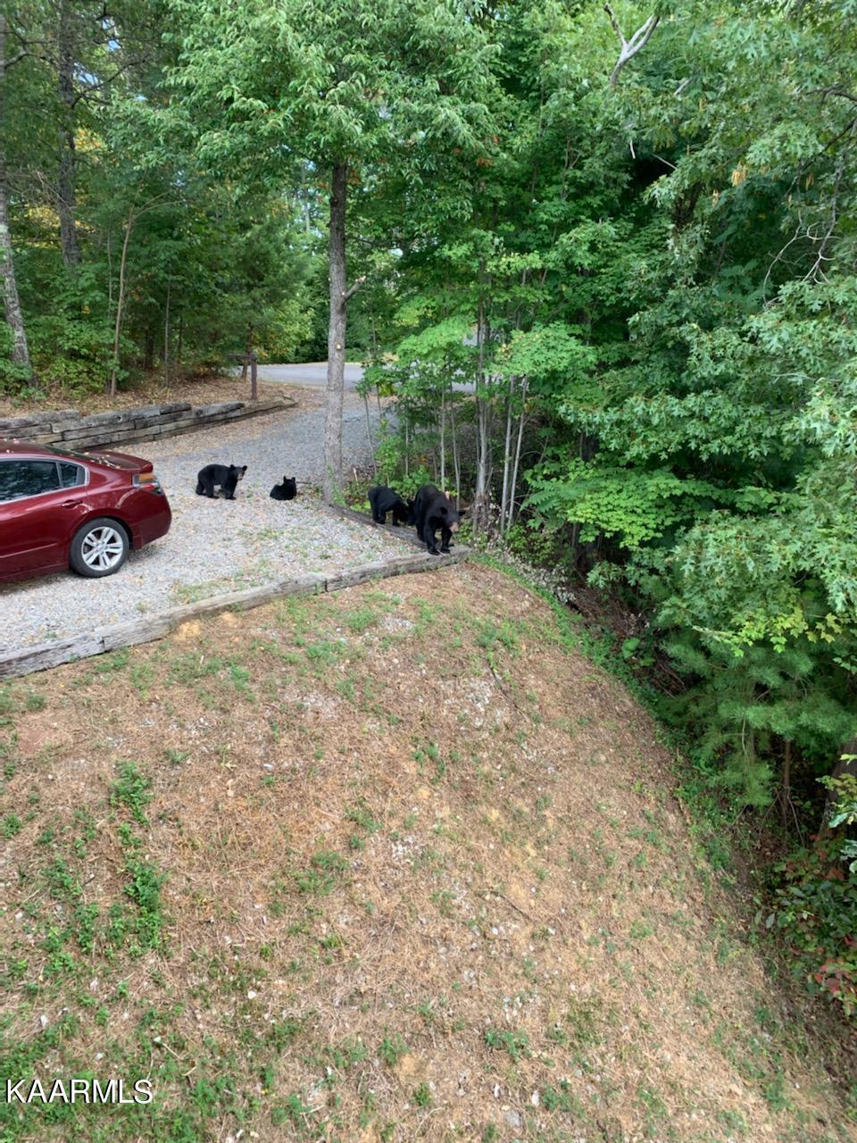 2261 Lone Ridge Drive Sevierville, TN 37862 - Photo 5 of 16 615CF766- (1)