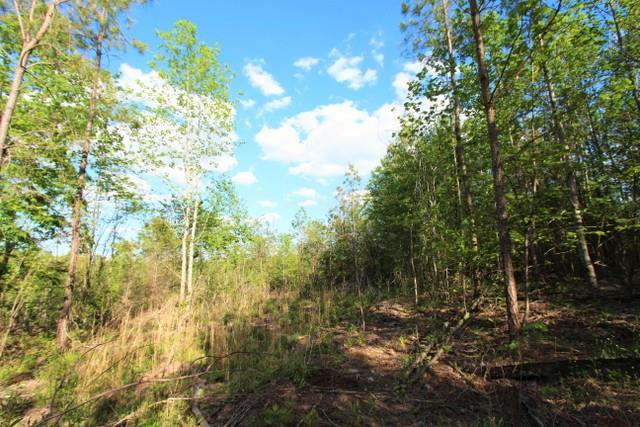0 Red Oak Road Lawrenceburg, TN 38464 - Photo 12 of 13 a view of forest