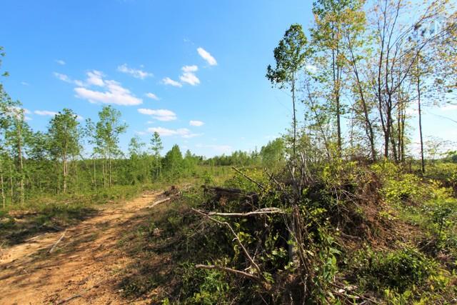 0 Red Oak Road Lawrenceburg, TN 38464 - Photo 5 of 13 a view of a yard with large trees
