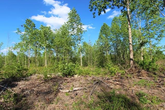 0 Red Oak Road Lawrenceburg, TN 38464 - Photo 6 of 13 a plant of lots of trees