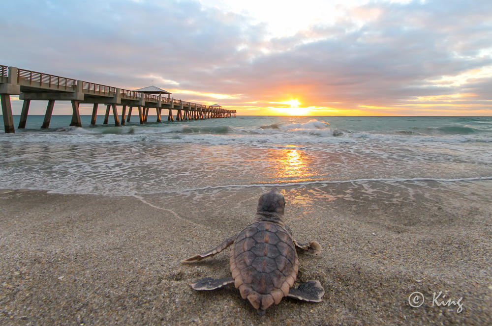 6229 Ungerer Street Jupiter, FL 33458 - Photo 24 of 28 Juno Pier at Sunrise