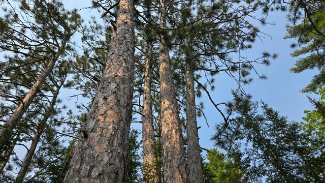 $499,000 | 11.85 Bessette Road, Orr, MN 55771