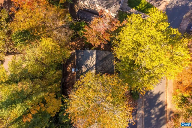 a view of a yard with plants and large trees