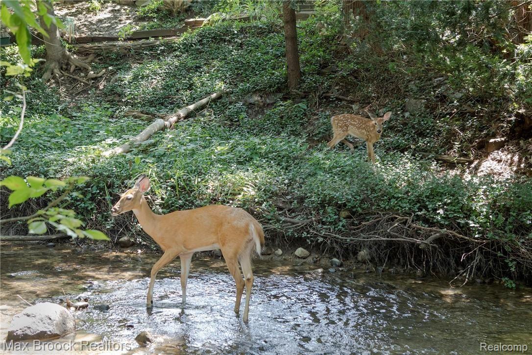2731 West Wattles Road Troy, MI 48098 - Photo 33 of 38 deer.jpg