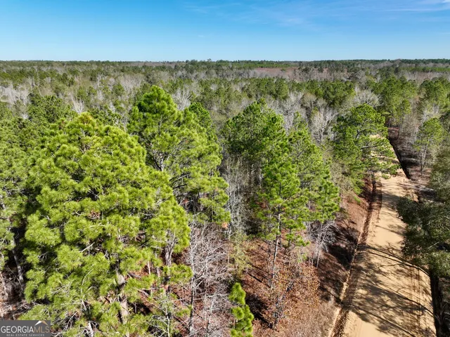 a view of a forest with a plant