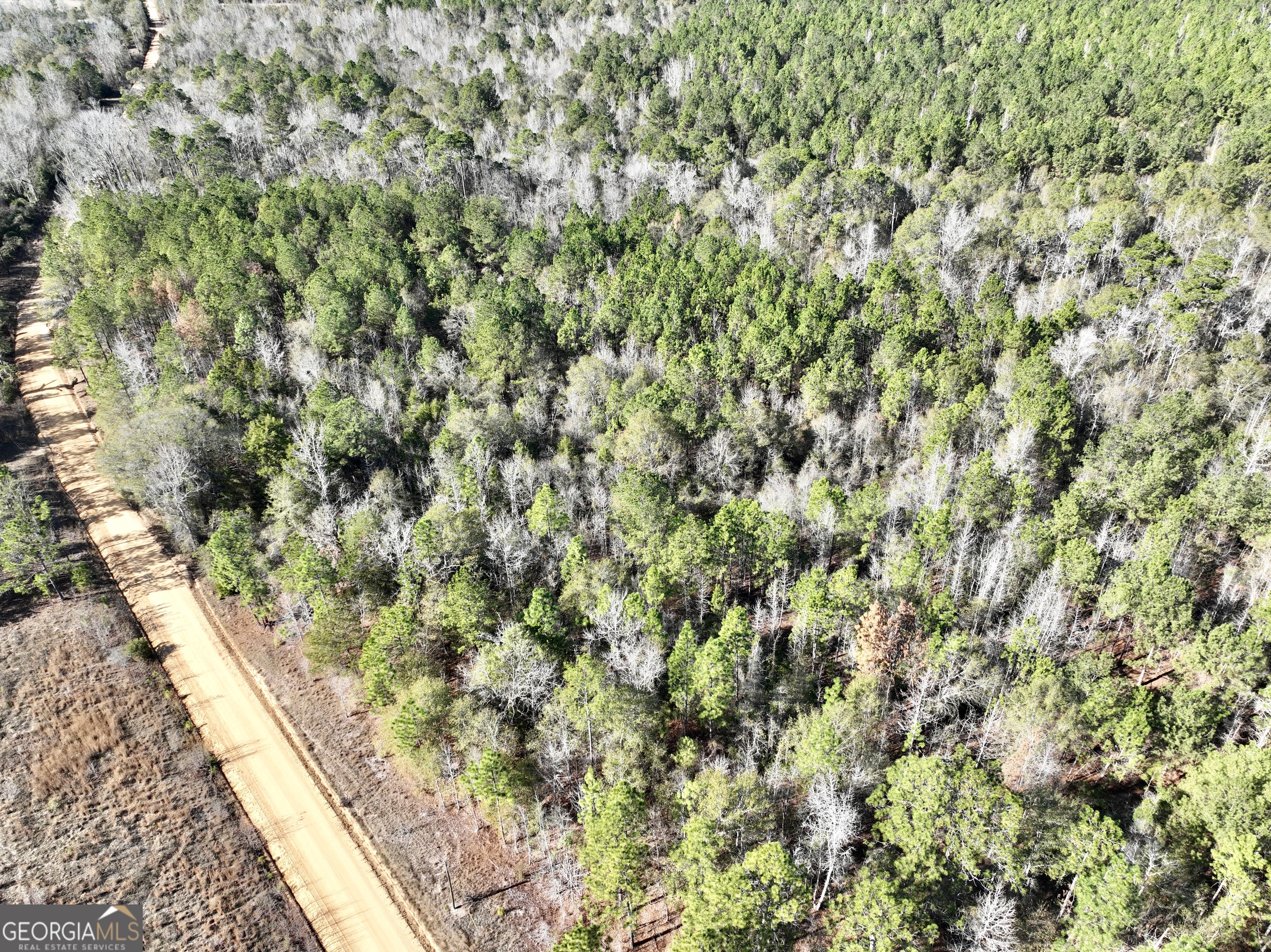 0 Rentz Road Dublin, GA 31021 - Photo 16 of 47 a view of a forest with a plant