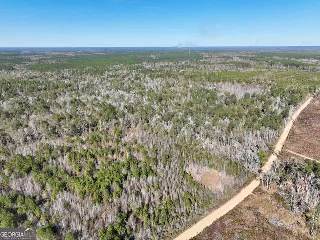 a view of a forest with a tree
