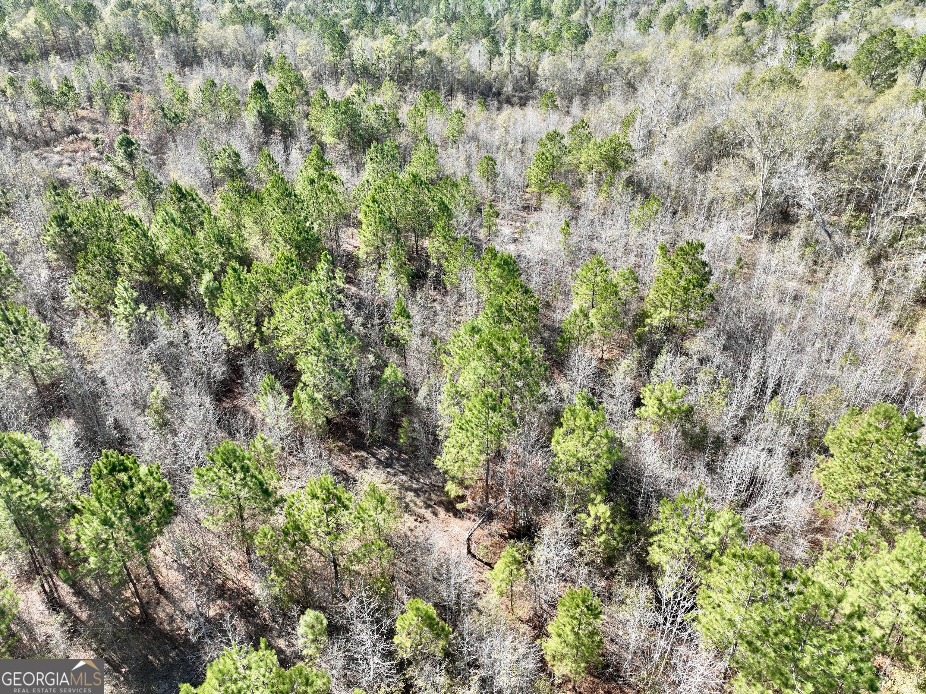 0 Rentz Road Dublin, GA 31021 - Photo 23 of 47 a plant view in yard