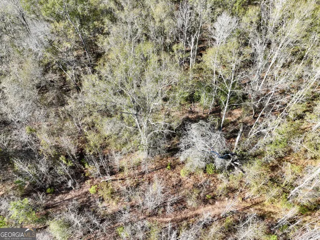 a view of a forest with trees