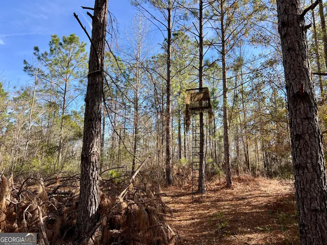 a view of a yard with plants and trees