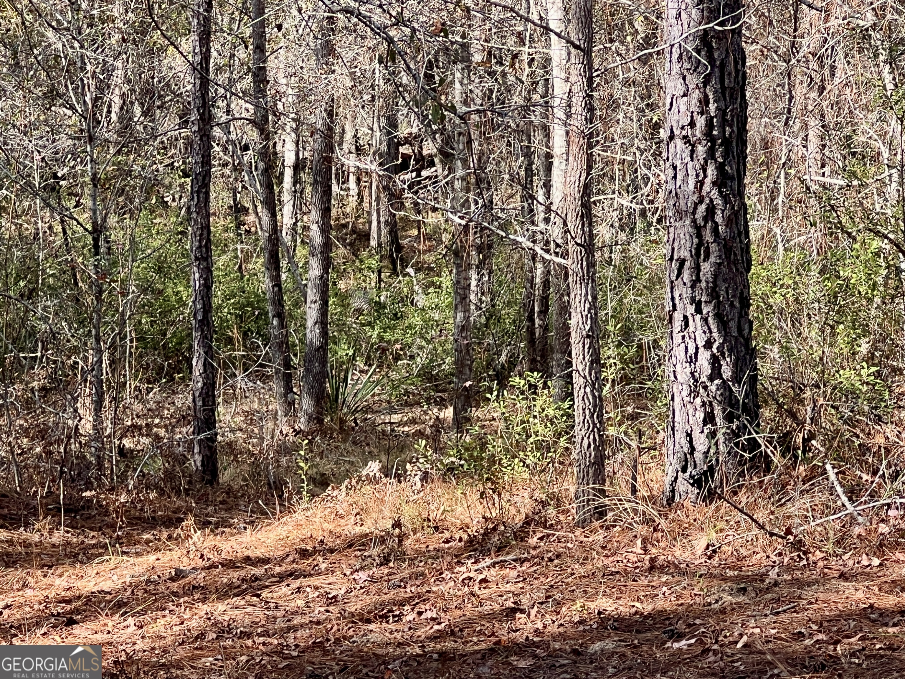 0 Rentz Road Dublin, GA 31021 - Photo 28 of 47 a view of forest