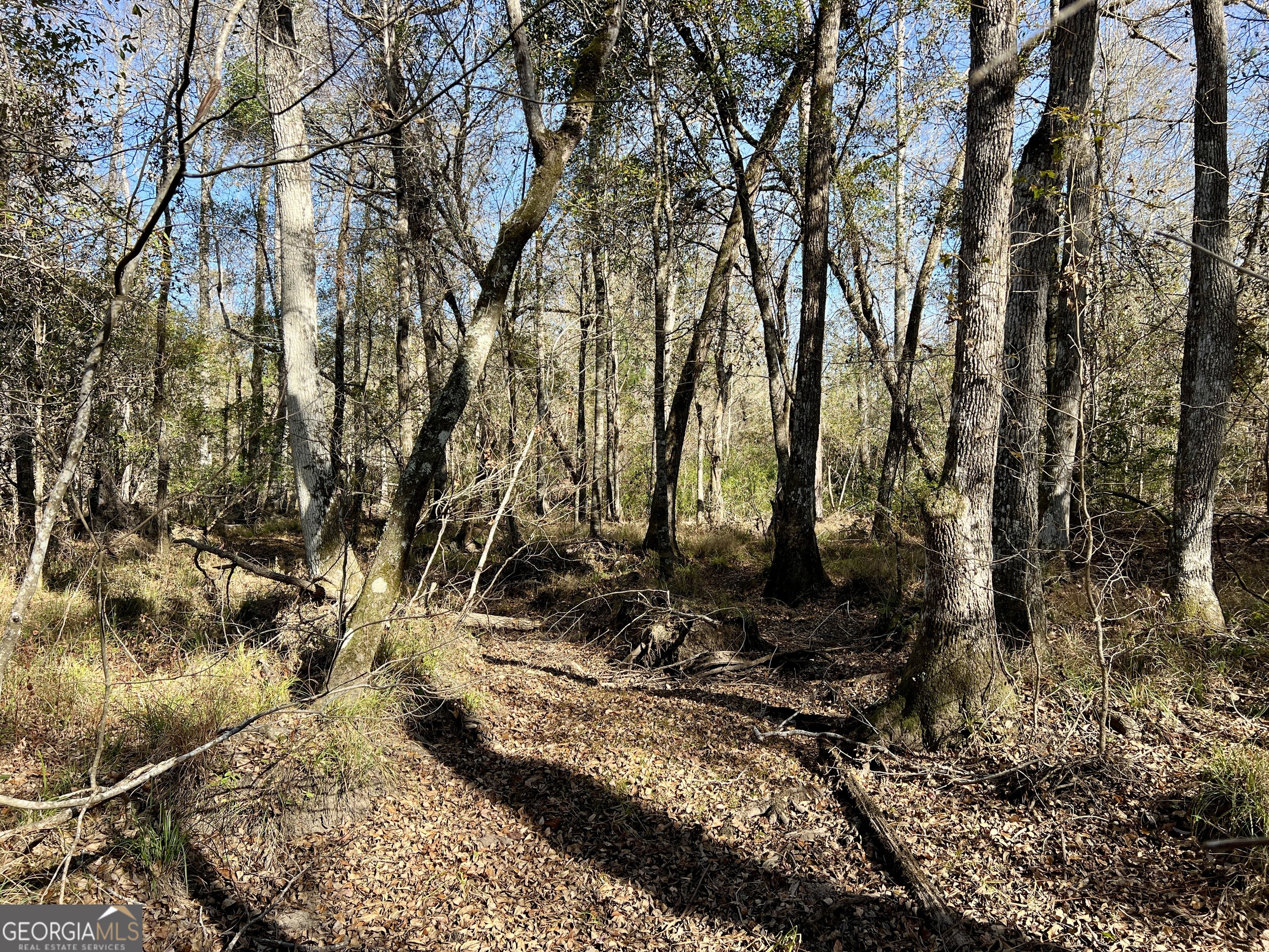 0 Rentz Road Dublin, GA 31021 - Photo 29 of 47 a view of a forest with trees