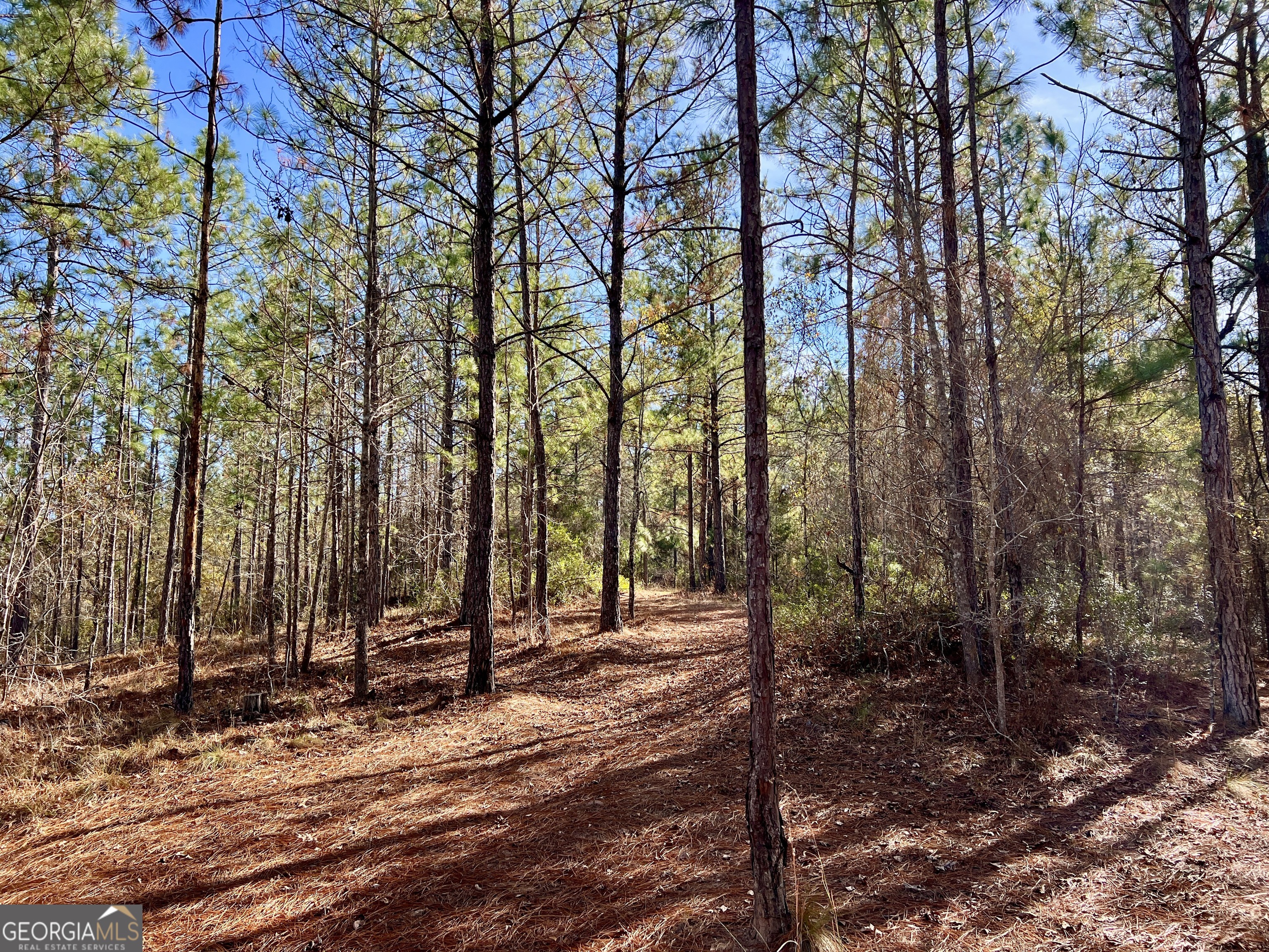 0 Rentz Road Dublin, GA 31021 - Photo 30 of 47 a view of outdoor space with lots of trees
