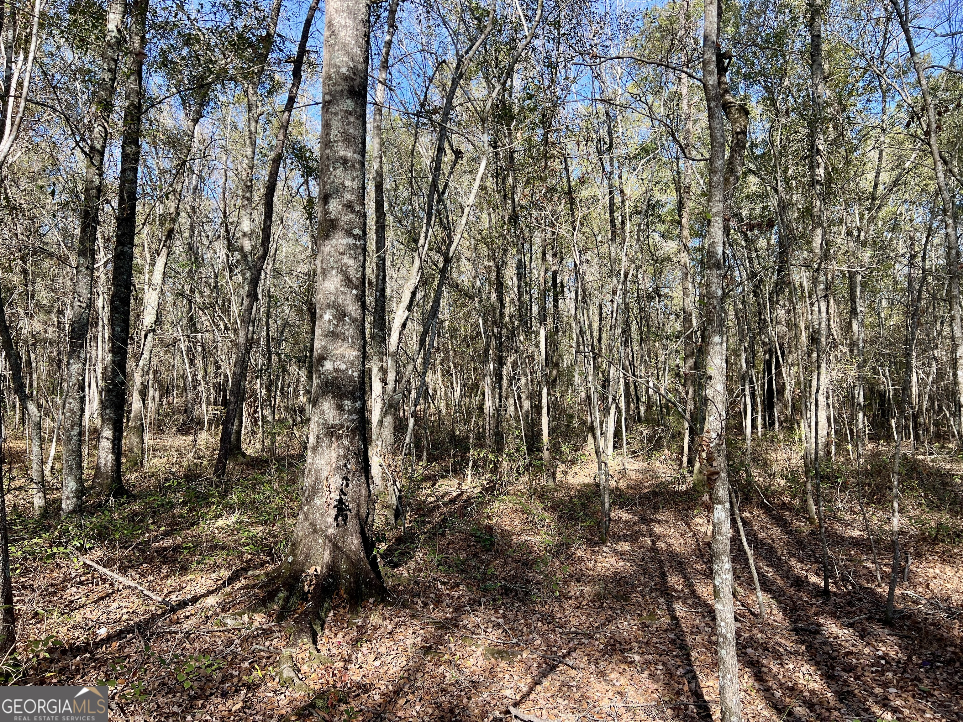 0 Rentz Road Dublin, GA 31021 - Photo 34 of 47 a view of outdoor space with lots of trees