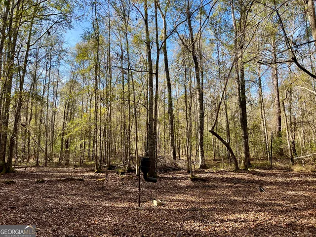 a view of a yard with plants and trees