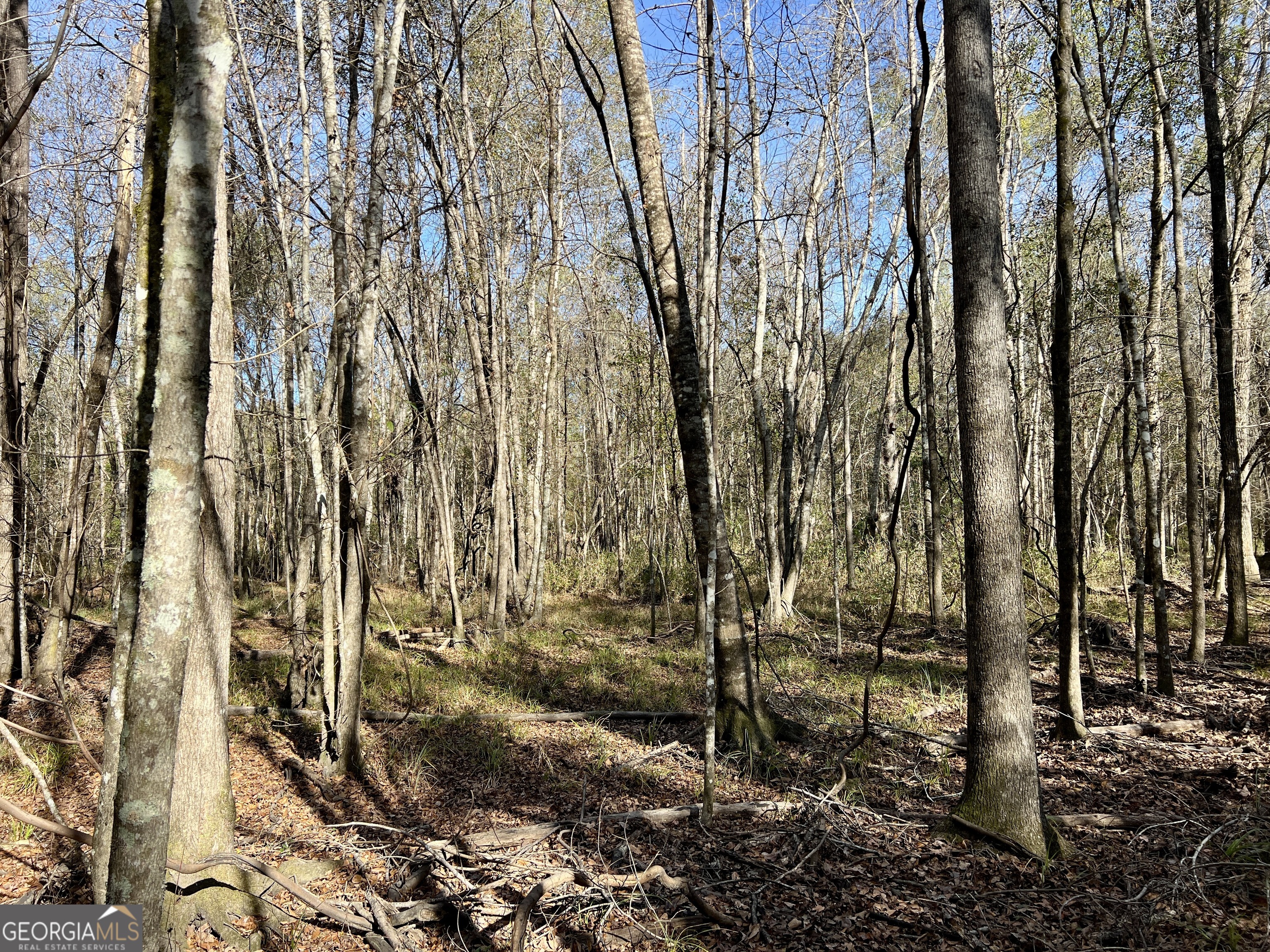 0 Rentz Road Dublin, GA 31021 - Photo 37 of 47 a view of a yard with trees