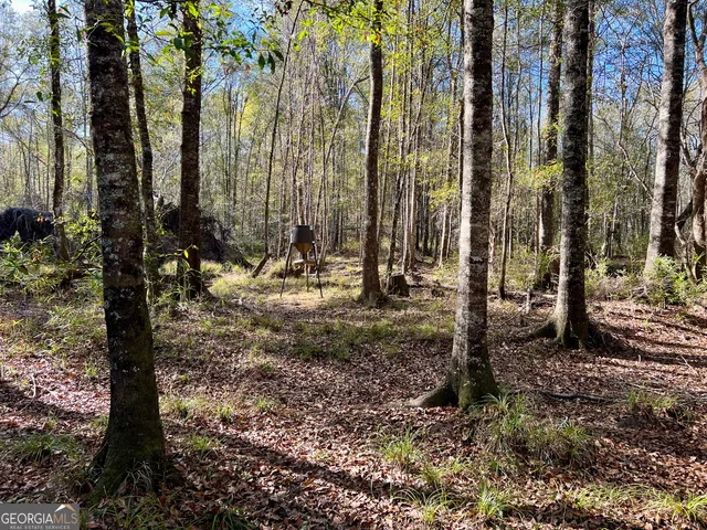 a view of a park with large trees