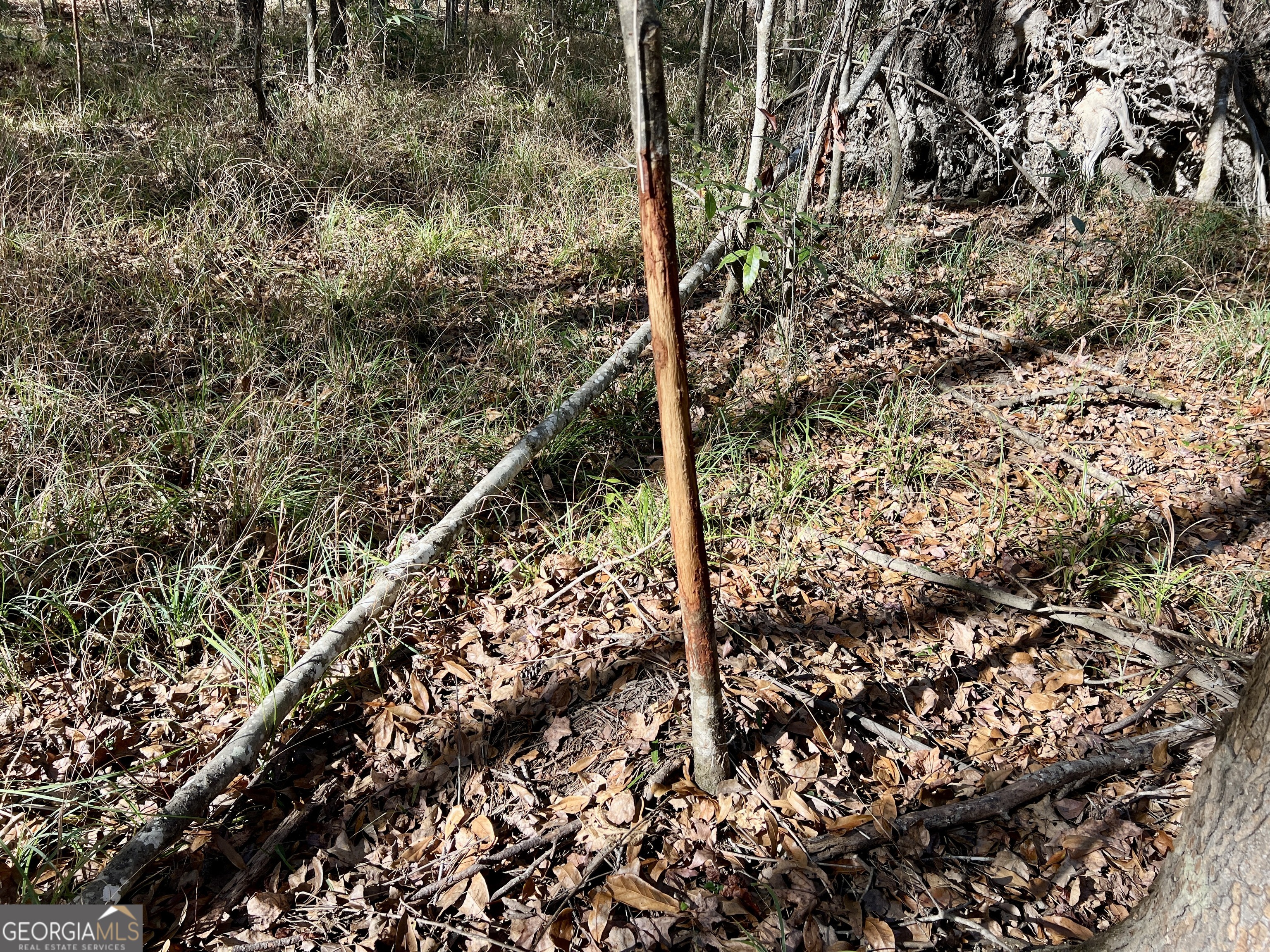 0 Rentz Road Dublin, GA 31021 - Photo 42 of 47 a view of a tree