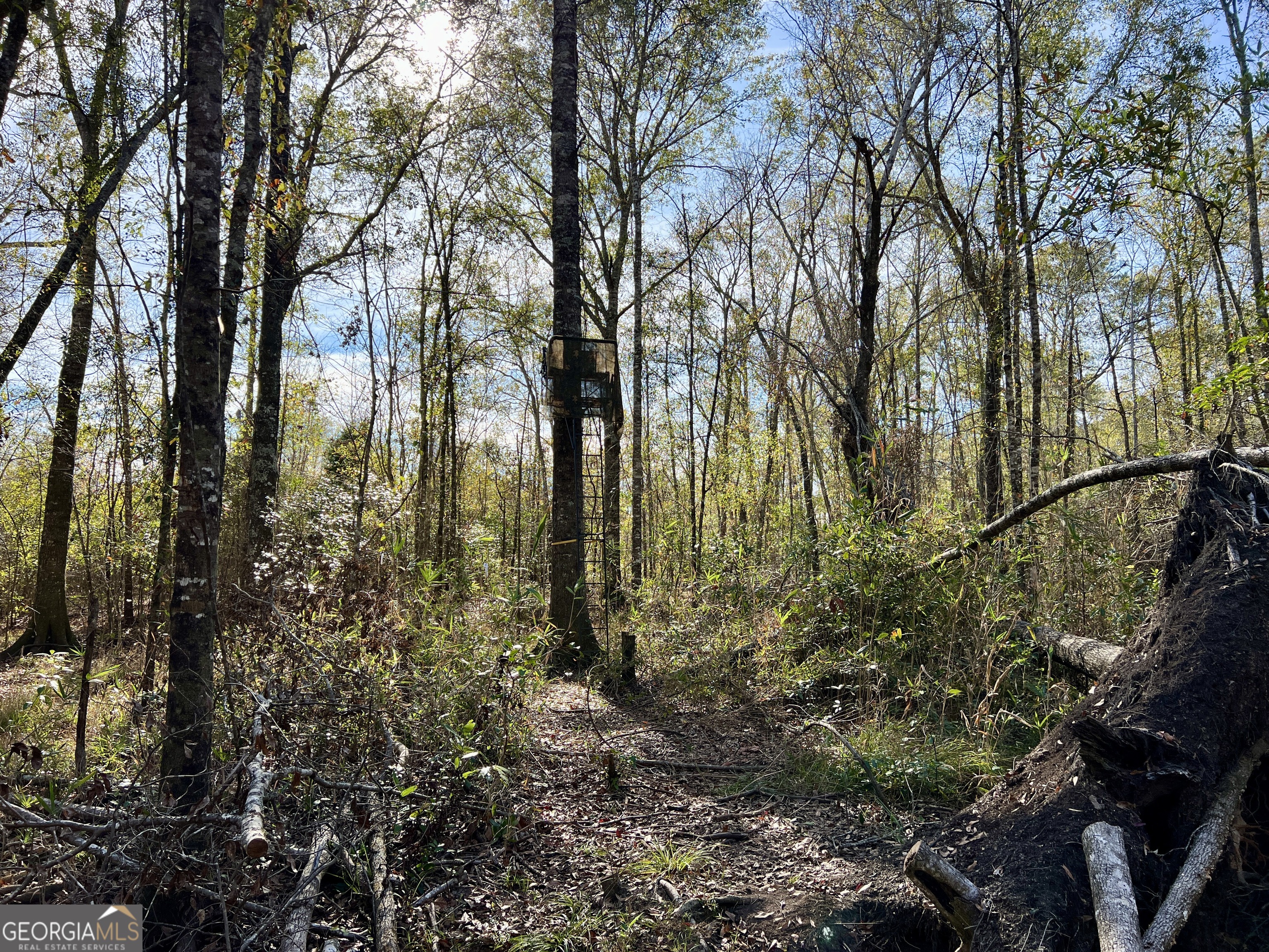 0 Rentz Road Dublin, GA 31021 - Photo 44 of 47 a view of forest