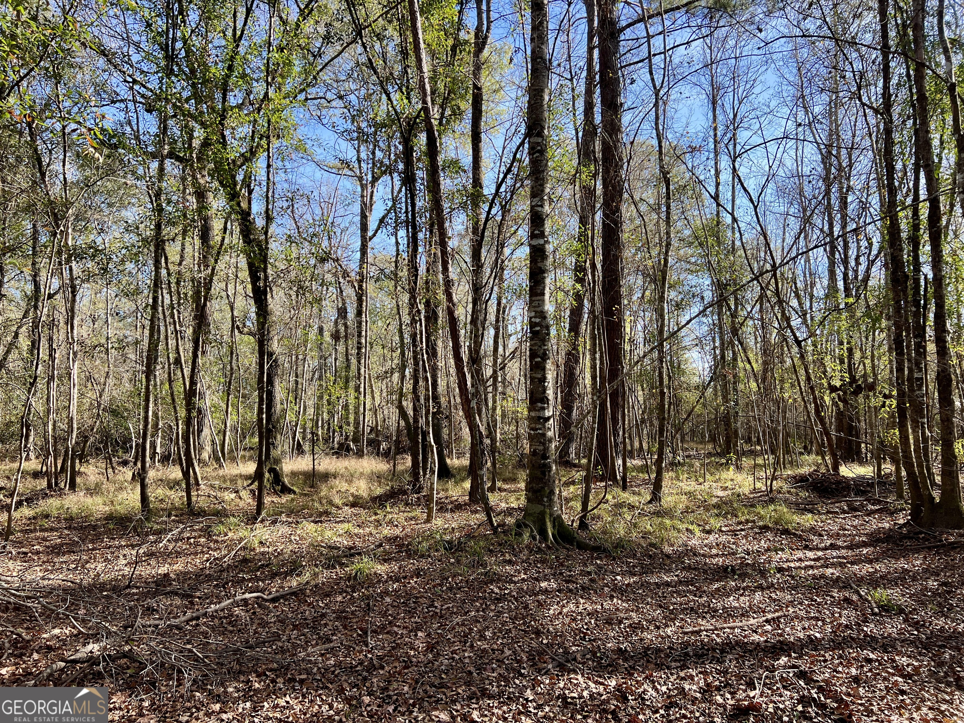 0 Rentz Road Dublin, GA 31021 - Photo 45 of 47 a view of outdoor space with lots of trees
