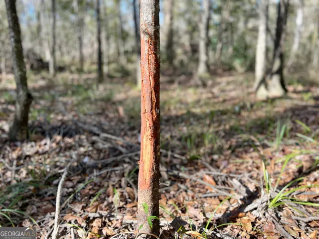 a view of a field with trees in the background