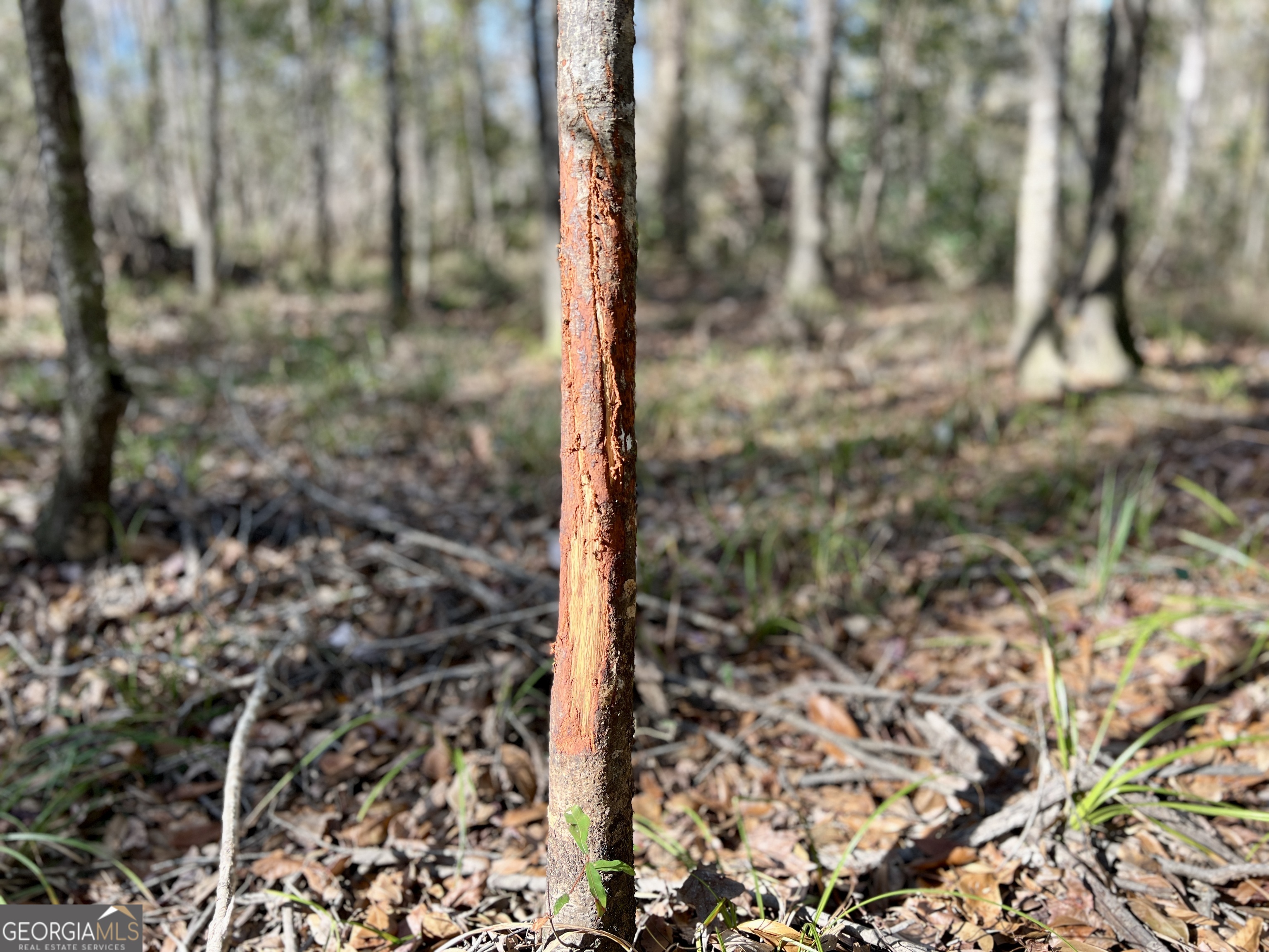 0 Rentz Road Dublin, GA 31021 - Photo 7 of 47