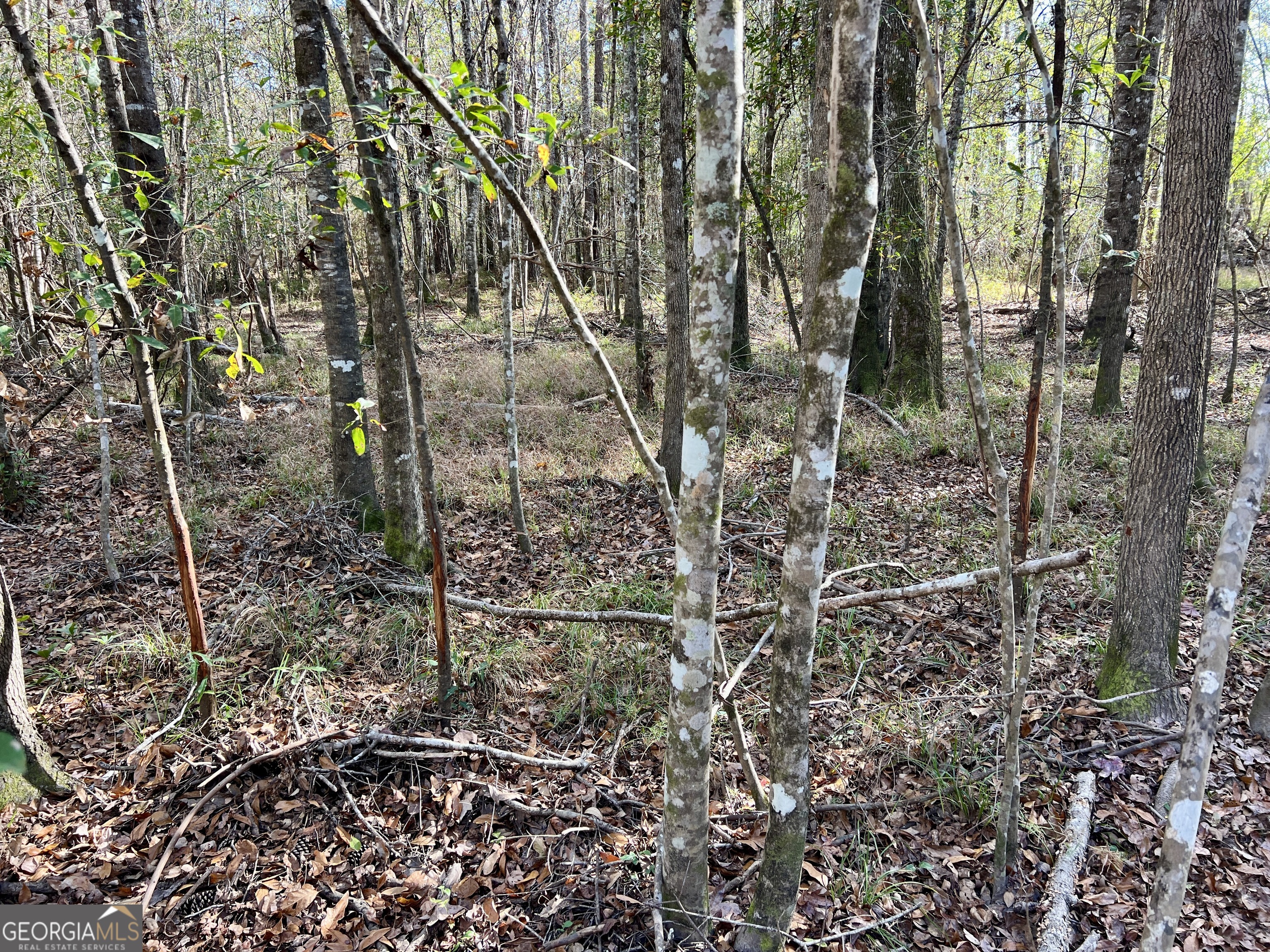 0 Rentz Road Dublin, GA 31021 - Photo 10 of 47 a view of a forest with a trees