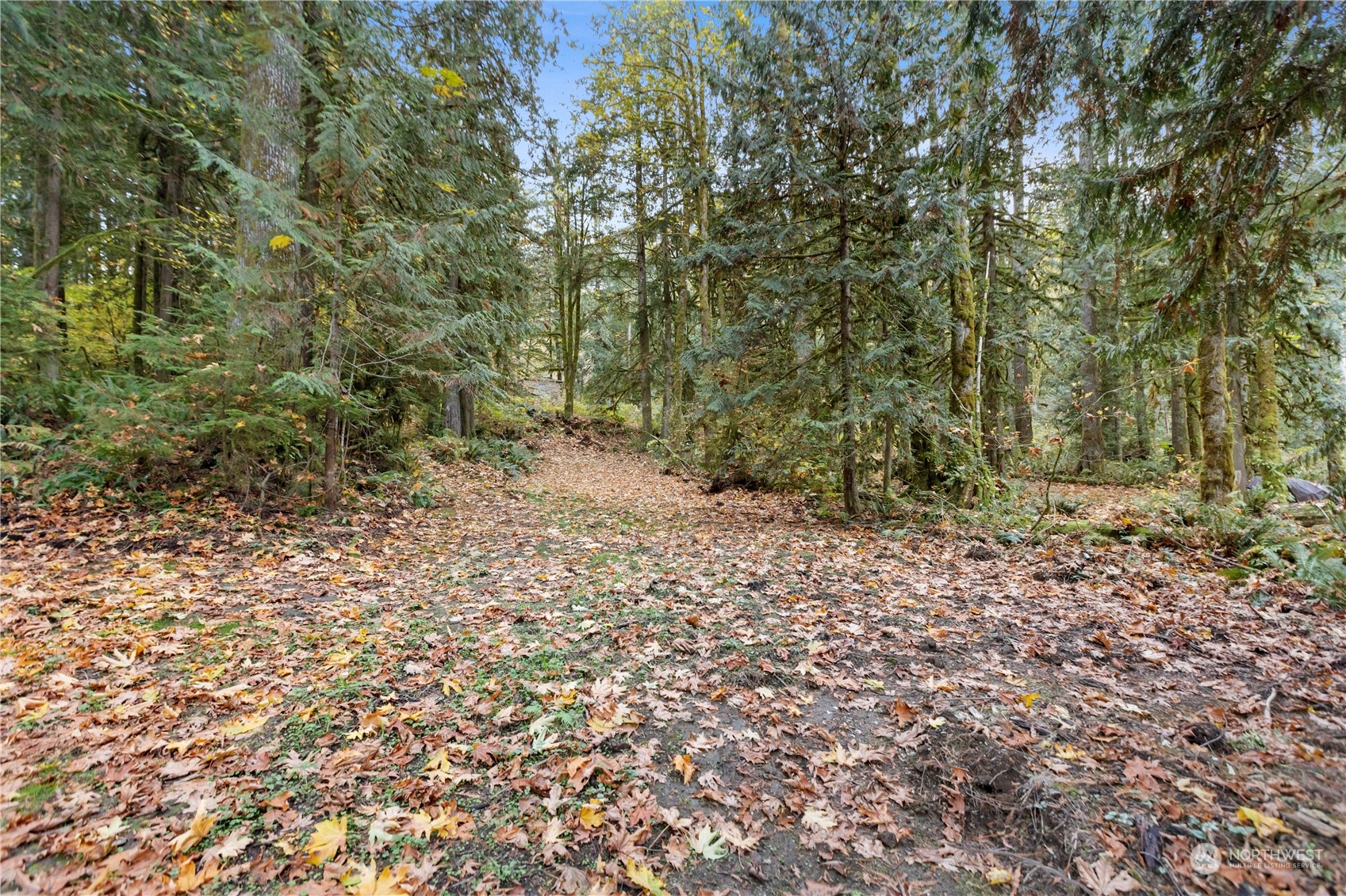 52202 South Riverside Road Gold Bar, WA 98251 - Photo 8 of 17 a view of a forest with trees