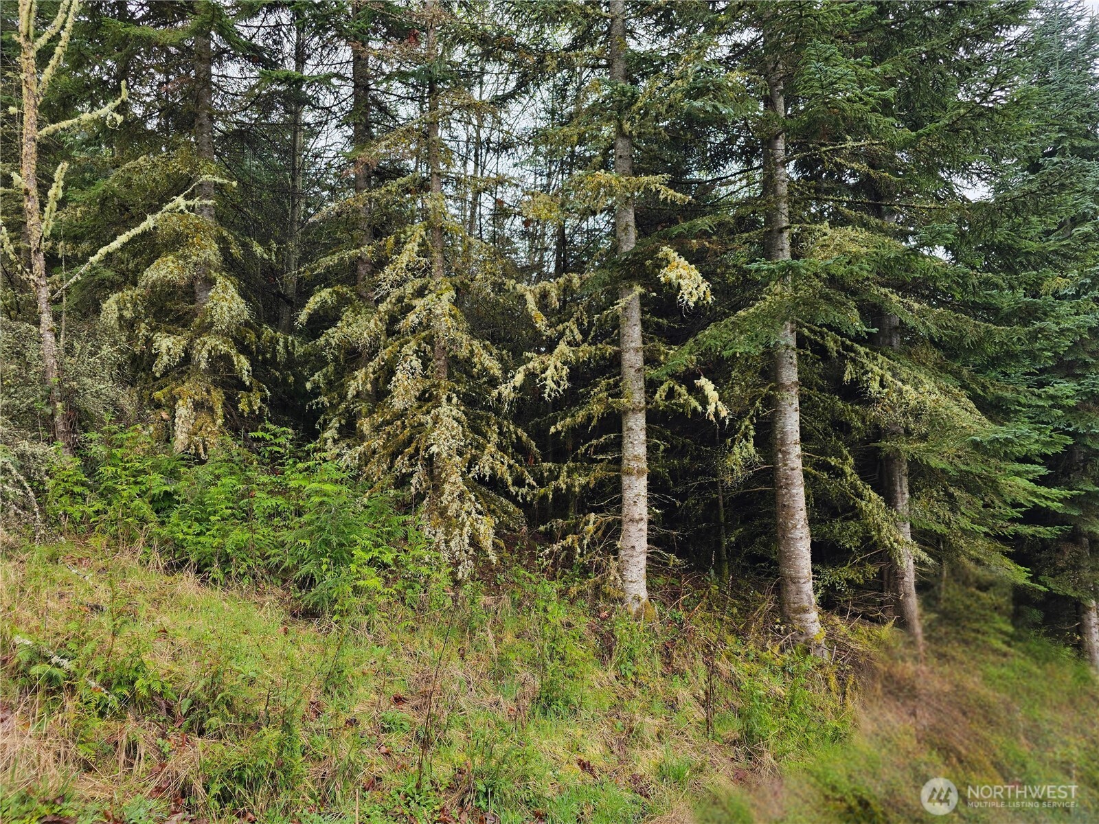 0 Birley Road Mossyrock, WA 98564 - Photo 1 of 4 Gallery Image 1