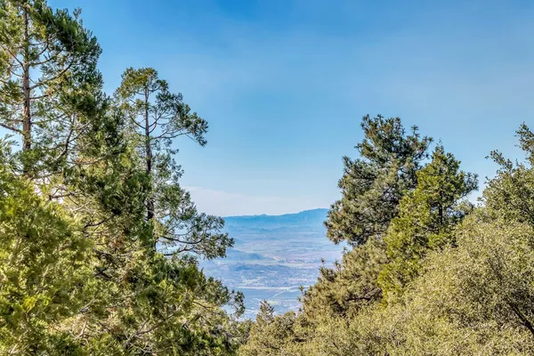 a view of a lake with a tree