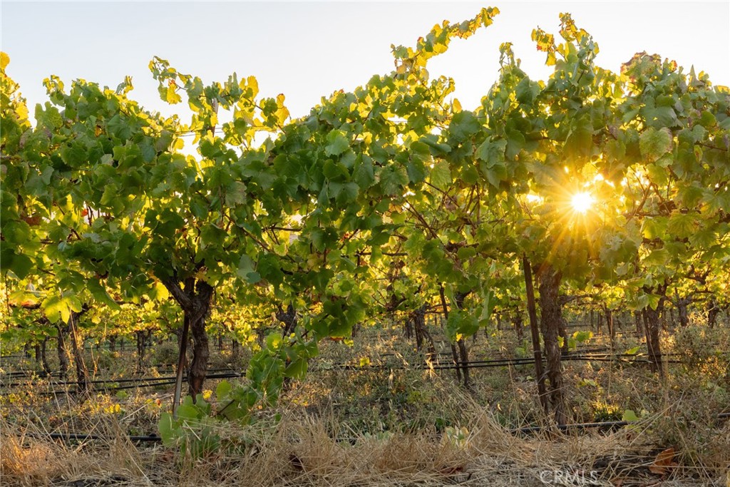 5502 Los Ranchos Road San Luis Obispo, CA 93401 - Photo 27 of 75 a backyard of a house with lots of trees
