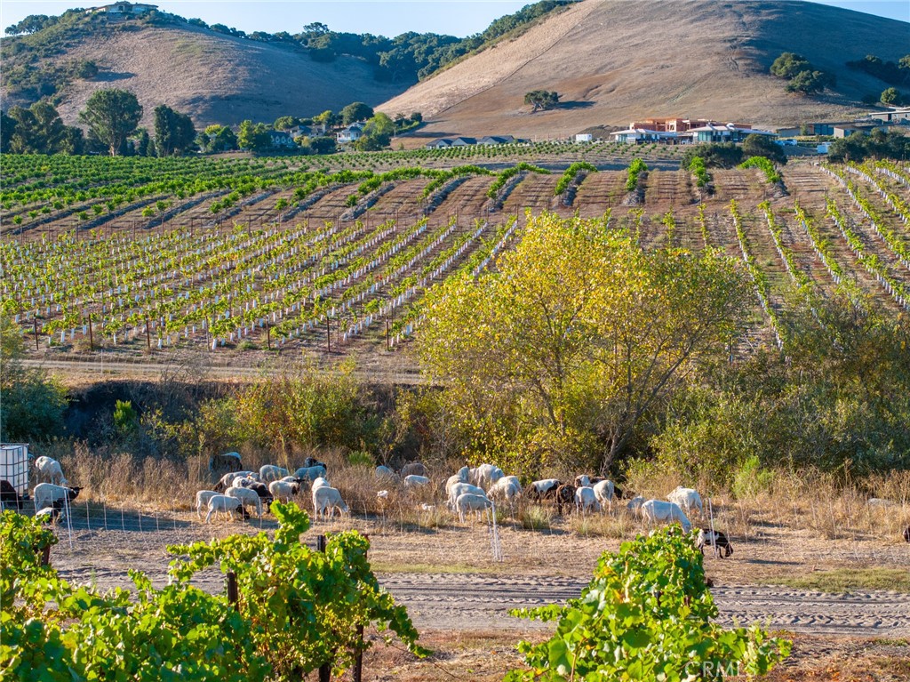 5502 Los Ranchos Road San Luis Obispo, CA 93401 - Photo 30 of 75 a view of a backyard