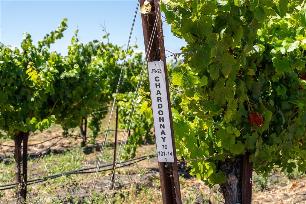 5502 Los Ranchos Road San Luis Obispo, CA 93401 - Photo 32 of 75 a plant that is in front of a tree