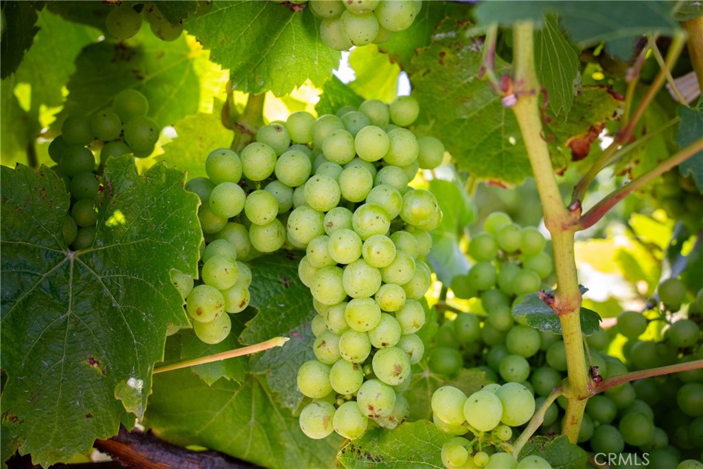 5502 Los Ranchos Road San Luis Obispo, CA 93401 - Photo 34 of 75 a view of a tree