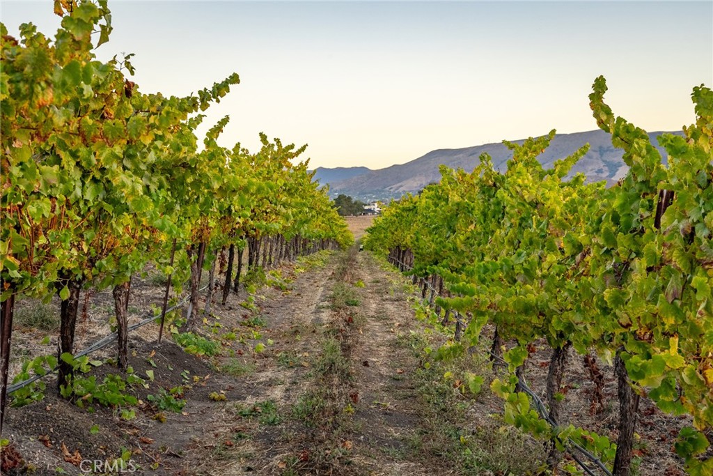 5502 Los Ranchos Road San Luis Obispo, CA 93401 - Photo 64 of 75 a view of a bunch of trees