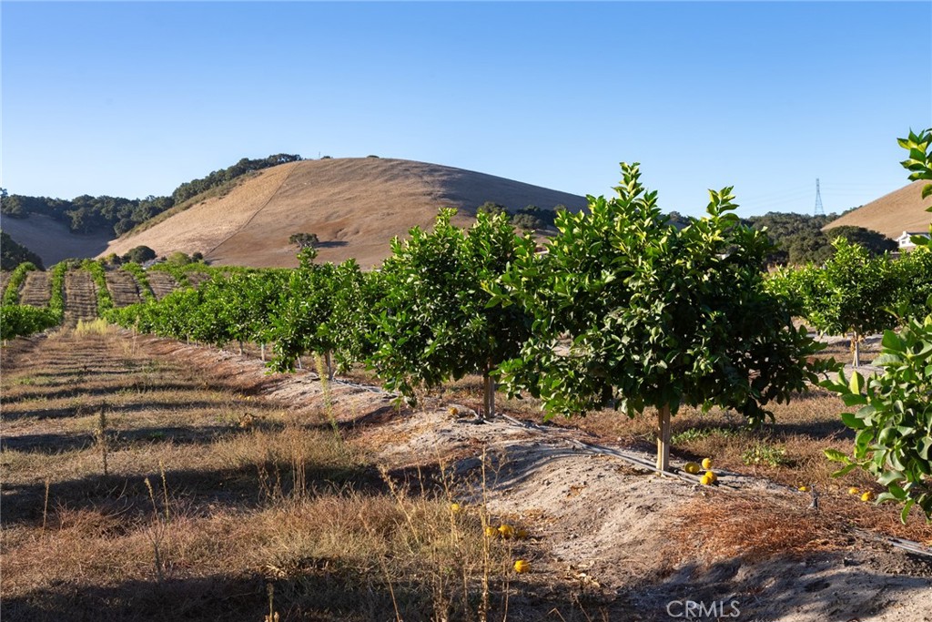 5502 Los Ranchos Road San Luis Obispo, CA 93401 - Photo 66 of 75 a view of a lake in middle of forest