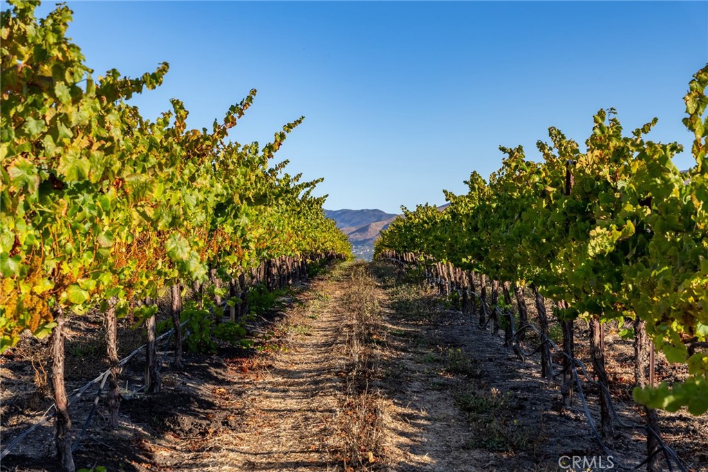 5502 Los Ranchos Road San Luis Obispo, CA 93401 - Photo 67 of 75 a view of a yard with plants and wooden fence