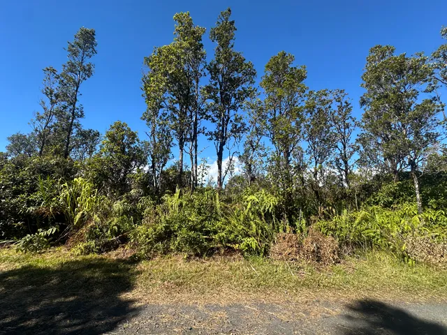 a view of a yard with trees