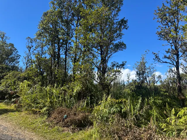a view of a garden with a tree