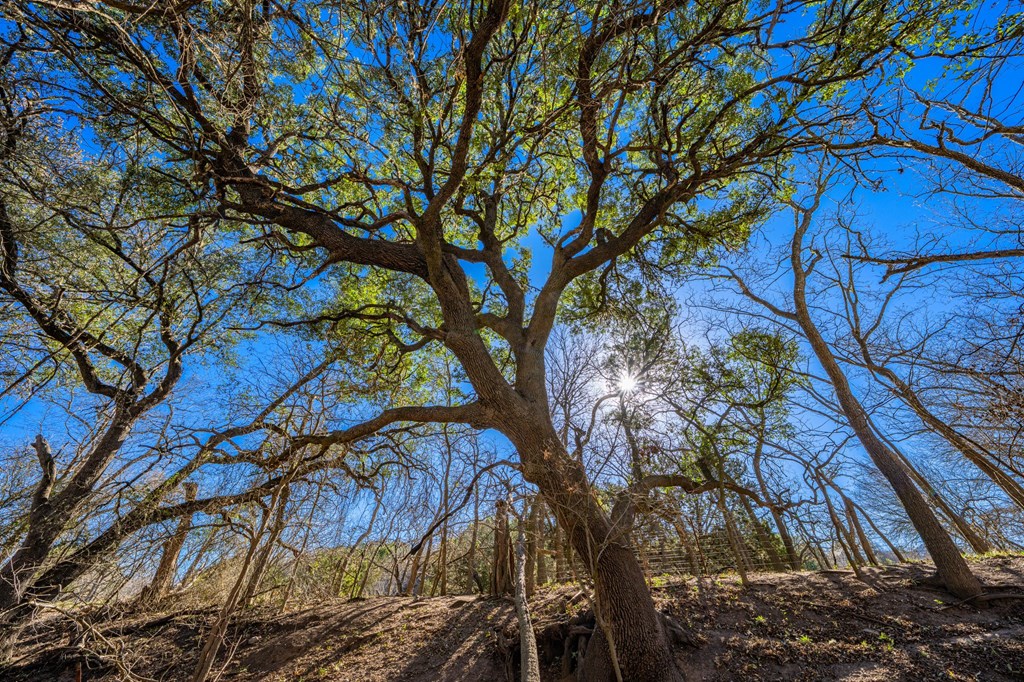 135 Rooster Ridge Kerrville, TX 78028 - Photo 19 of 27 a backyard of a house with lots of trees