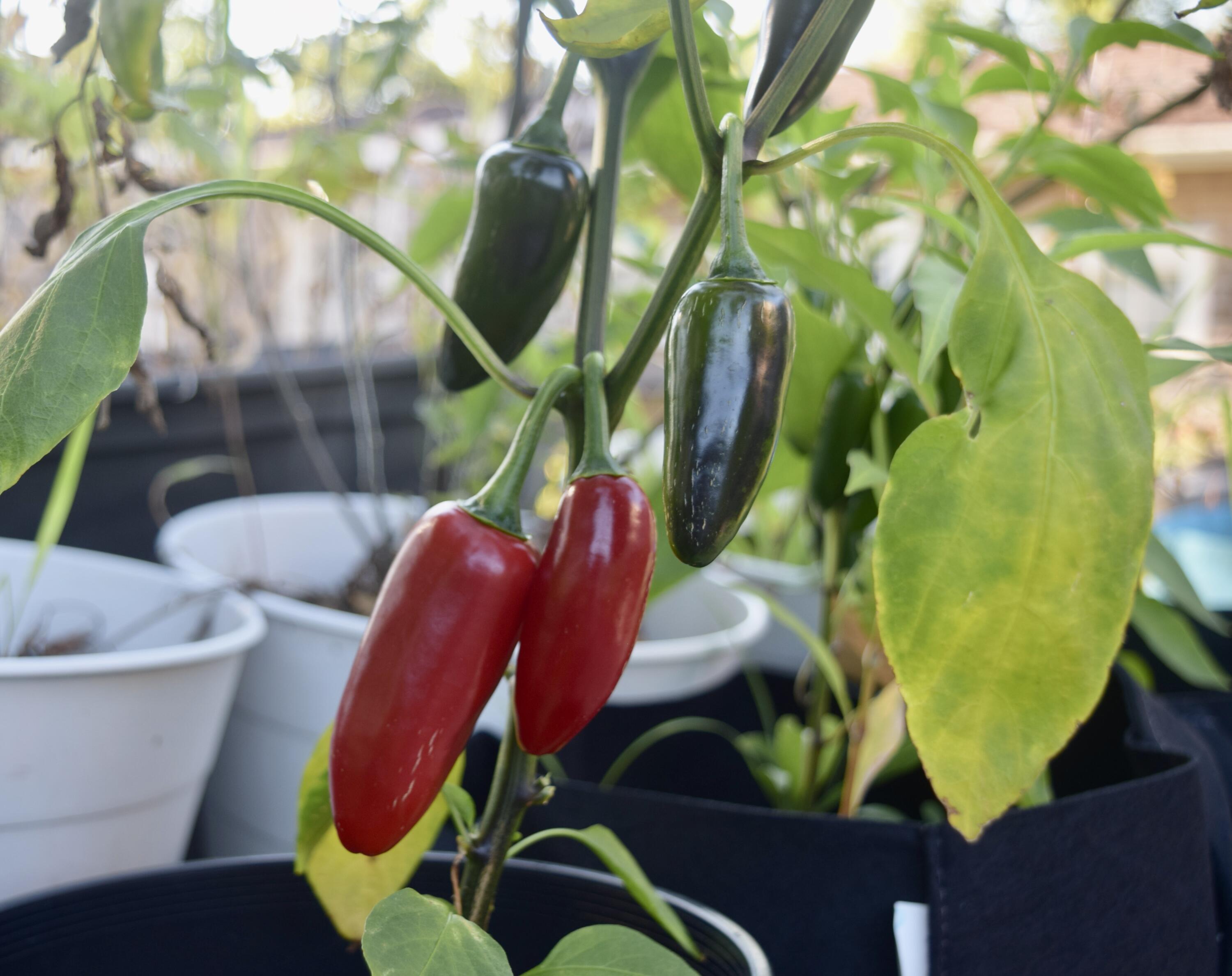 99 South Main Street Acushnet, MA 02743 - Photo 38 of 46 a view of entryway with garden