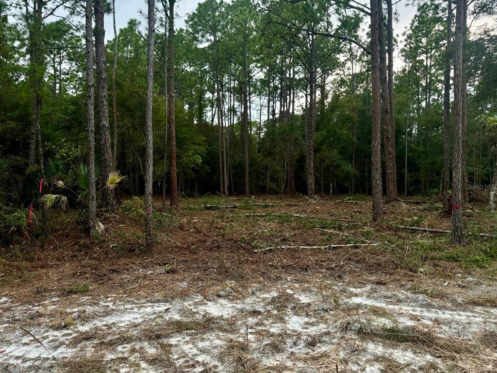 127 Longtree Street Georgetown, FL 32139 - Photo 3 of 11 a backyard of a house with lots of green space