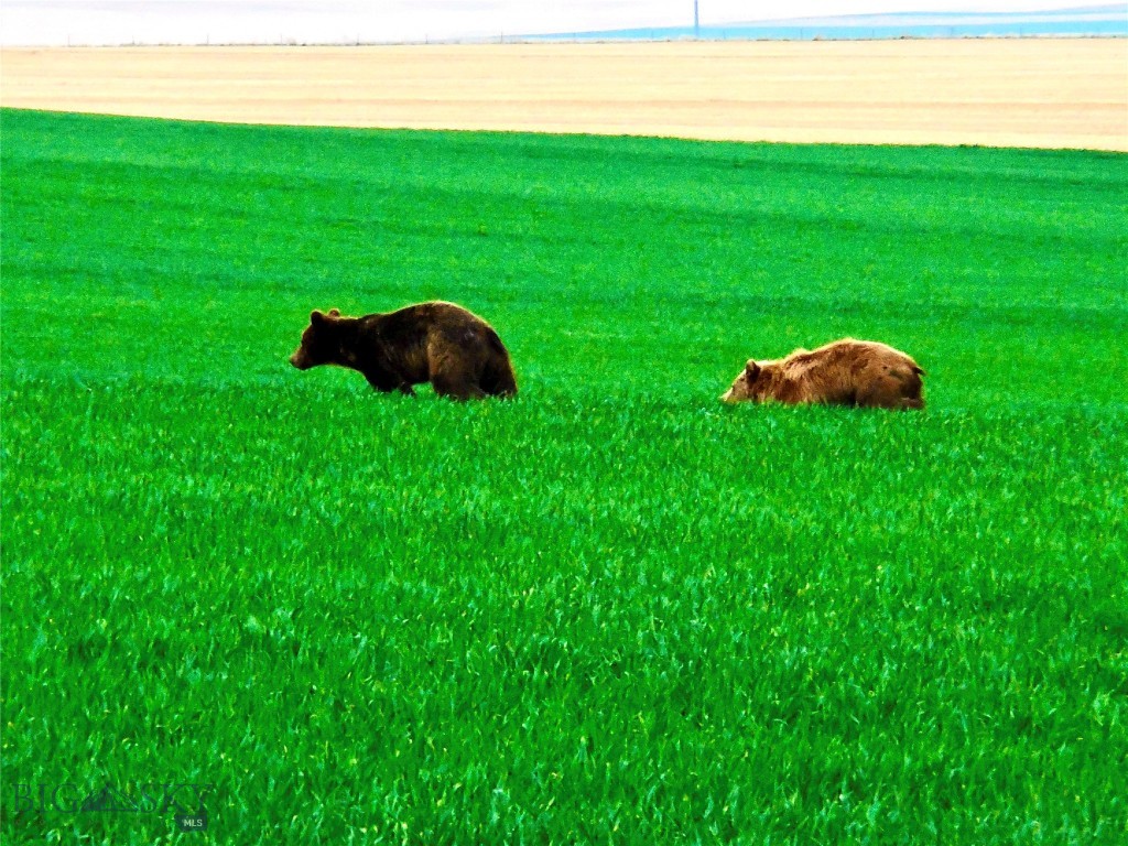Tbd Buena Vista Road Valier, MT 59486 - Photo 58 of 76 Gallery Image 58