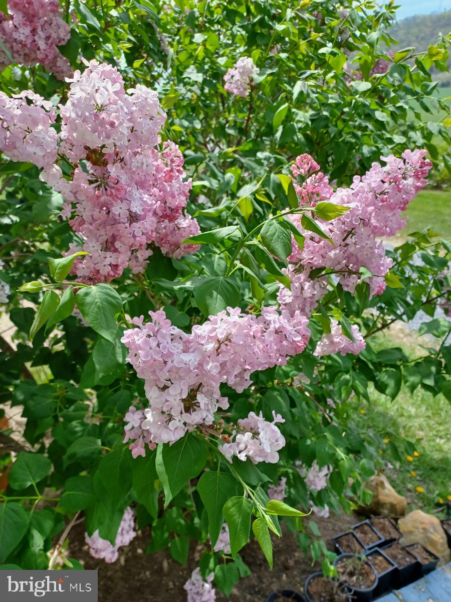 12970 Senedo Road Mount Jackson, VA 22842 - Photo 19 of 66 Flowers galore