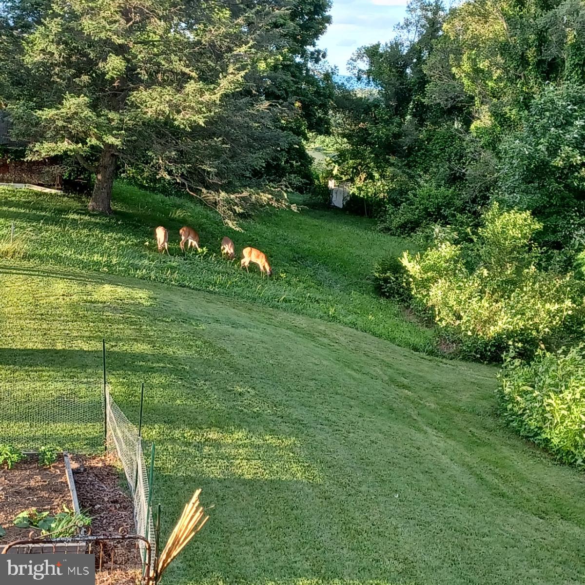 12970 Senedo Road Mount Jackson, VA 22842 - Photo 6 of 66 Wildlife