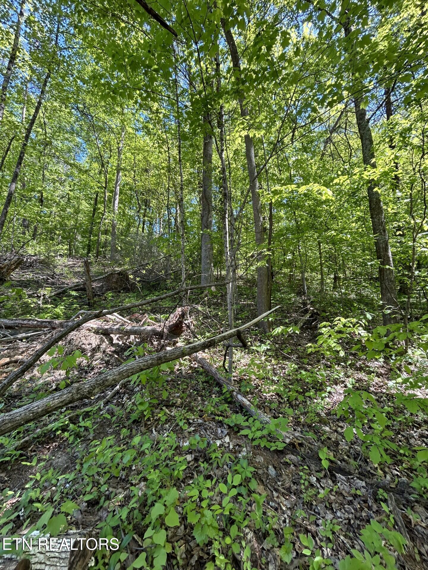 329 Island Cove Road Rocky Top, TN 37769 - Photo 6 of 7 329 Island Cove Rd. Lot 2B (8)