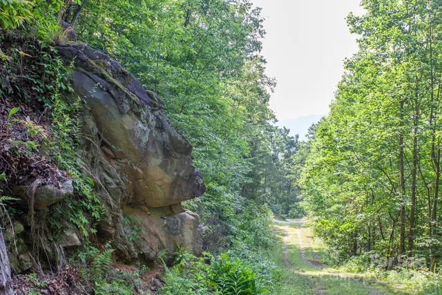 a view of a lush green forest