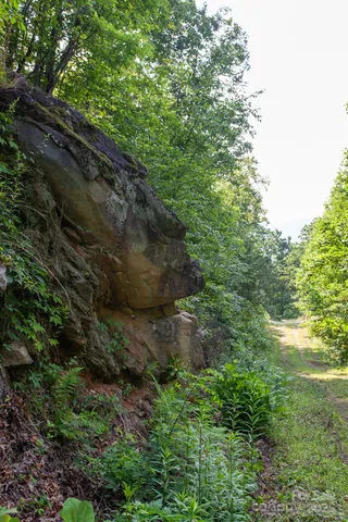a view of a yard with a tree